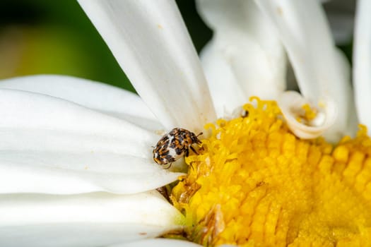 Small colorful carpet beetle Anthrenus scrophulariae on a white daisy flower with copy space