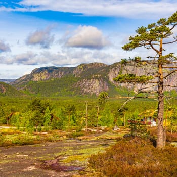Panorama with fir trees and mountains in nature landscape of Treungen in Nissedal Norway.