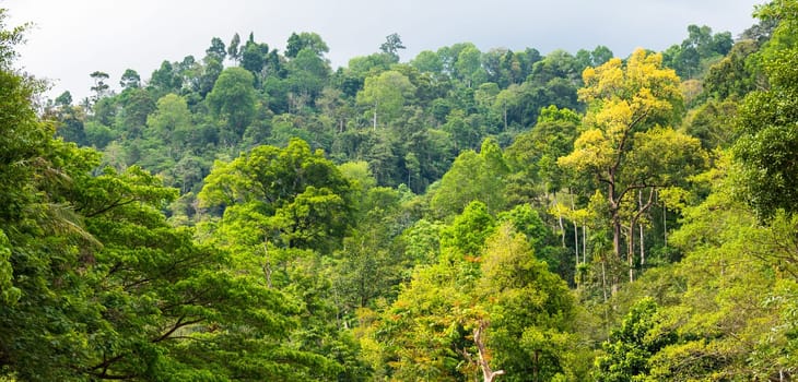 Asia rainforest jungle nature background