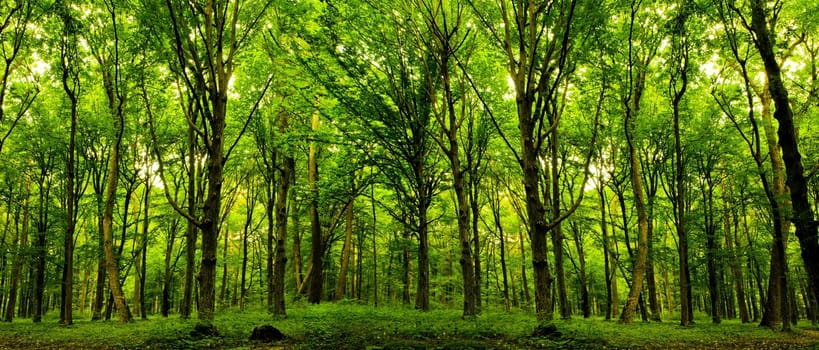 wood textured backgrounds in a room interior on the forest backgrounds