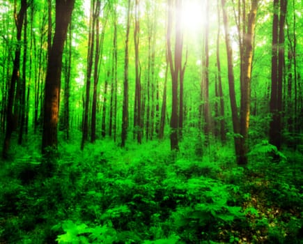 wood textured backgrounds in a room interior on the forest backgrounds