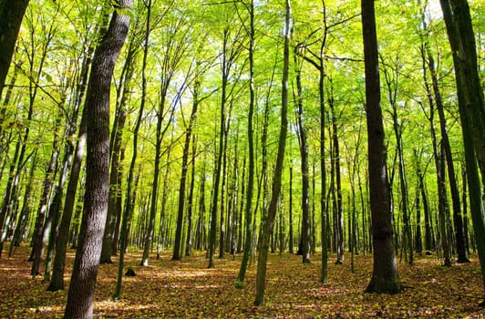 forest