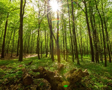 wood textured backgrounds in a room interior on the forest backgrounds