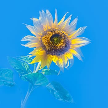 Sunflower floating against water blue