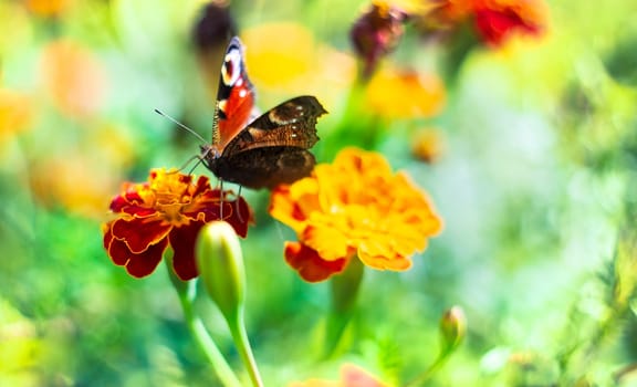 European peacock butterfly gathering pollen on flowers
