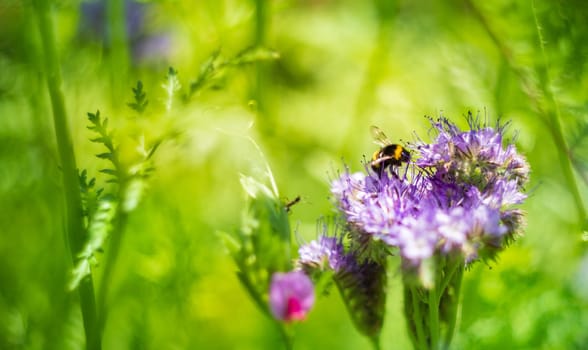 Phacelia tanacetifolia flower and bumblebee with copy space