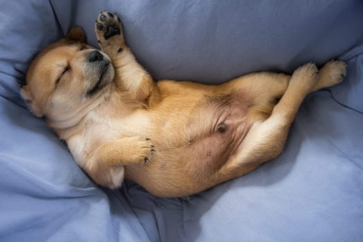 Newborn puppy sleeping on a blue blanket