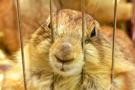 The prairie dog in a cage. It's small mammals, are in the same family as squirrels.