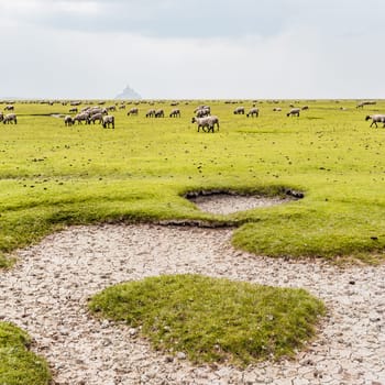 Bay of Mont Saint-Michel trampled by salt meadows sheep, Brittany, France