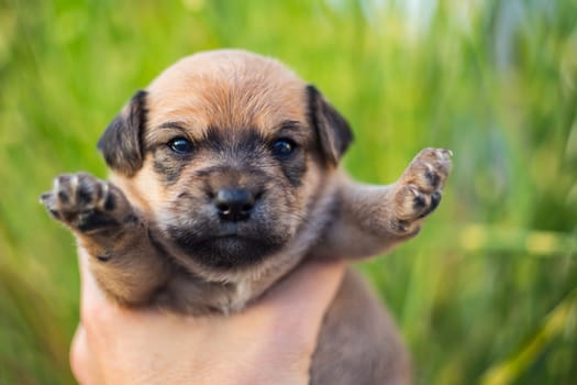Adorable newborn puppy dog in hands