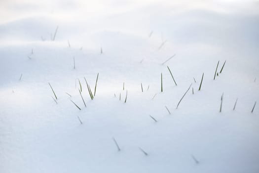 Grass blades in the snow, white background
