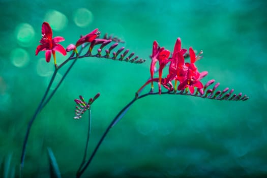 Crocosmia Lucifer (Crocosmia Masoniorum) over a blurry background