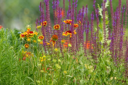 Flower meadow with yellow asters and blooming sage against a blurred green background