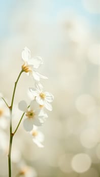 Delicate spring flowers in backlit sunlight, blurred background. High quality photo