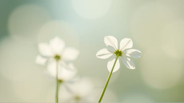 Delicate spring flowers in backlit sunlight, blurred background. High quality photo