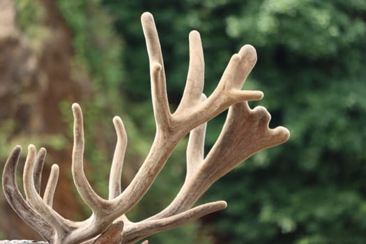 beautiful deer wild antler freedom fear danger