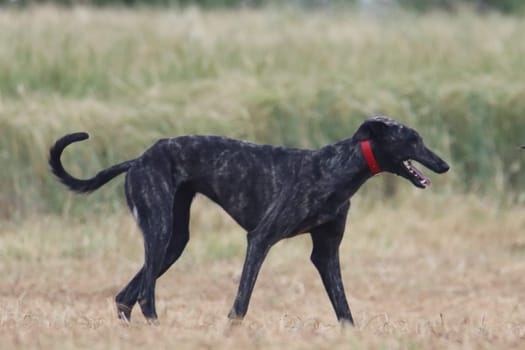 Spanish greyhound dog race hare hunting speed delivers passion