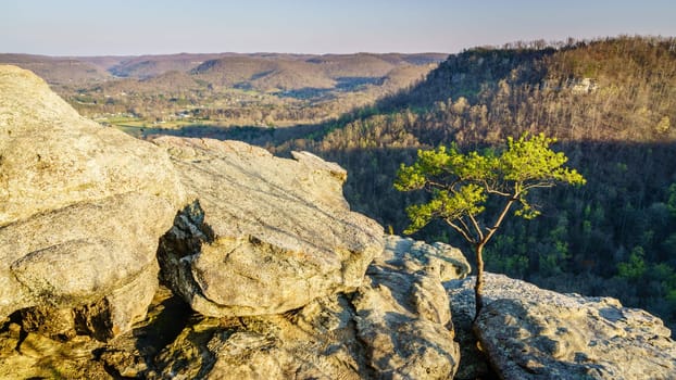 Lone tree growing on the rocks at the Eagle Nest view point at the Pinnacles in Berea, Kentucky