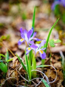 Dwarf Iris flower in Red River Gorge, Kentucky in spring