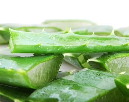 Aloe vera