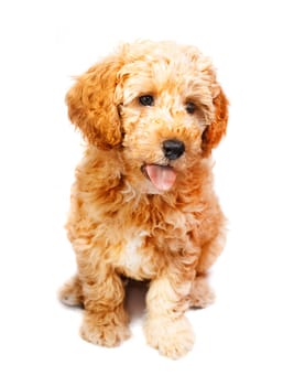 Apricot poodle puppy isolated over white