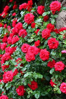 red roses
