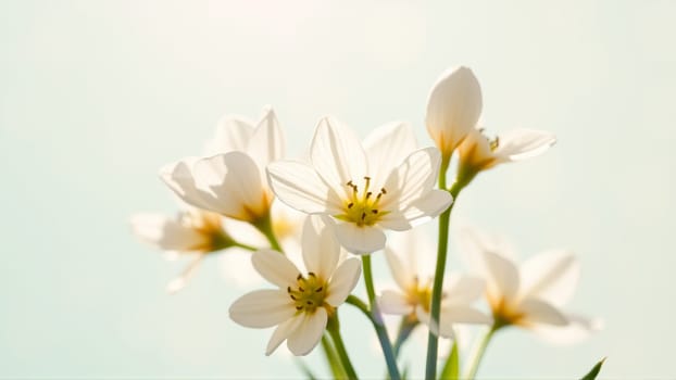 Delicate spring flowers in backlit sunlight, blurred background. High quality photo