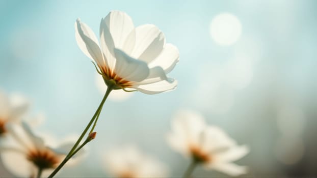 Delicate spring flowers in backlit sunlight, blurred background. High quality photo