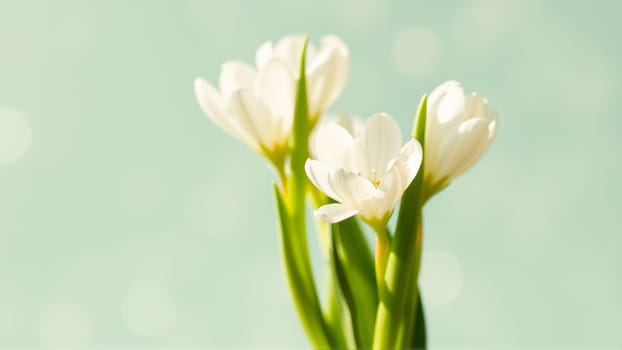 Delicate spring flowers in backlit sunlight, blurred background. High quality photo