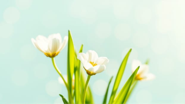 Delicate spring flowers in backlit sunlight, blurred background. High quality photo