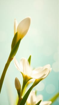 Delicate spring flowers in backlit sunlight, blurred background. High quality photo