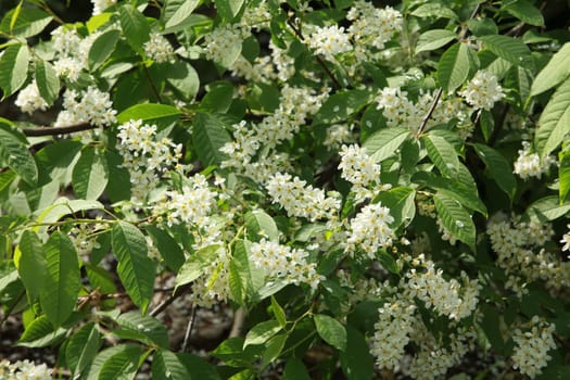 white flowers in inflorescences of blooming bird cherry close-up sunny spring landscape