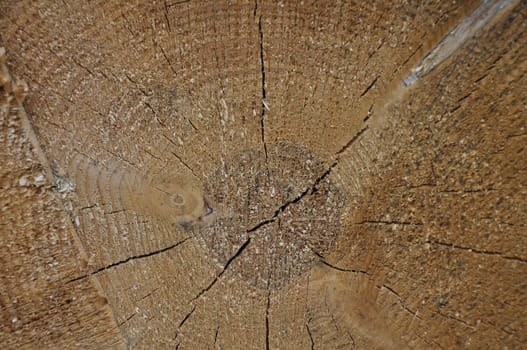 Old tree with growth rings