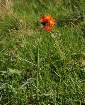Flower of Hieracium aurantiacum at the edge of the forest