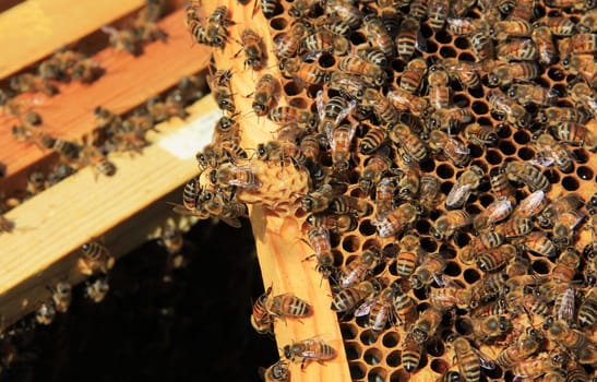 Close-up of nectar filled honey comb and a queen cell with worker bees in a Langstroth beehive.