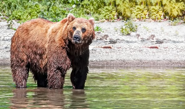The Kamchatka Brown bear standing in the river.