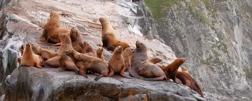 Selective focus. The Rookery Steller sea lions. Island in Pacific Ocean near Kamchatka Peninsula.