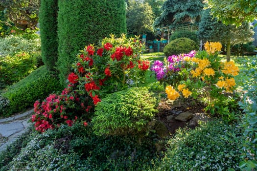 summer garden with conifer trees, green grass and flowering azalea flowers . Gardening concept.