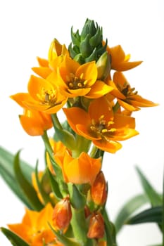 Milchsterne, Ornithogalum, Dubium