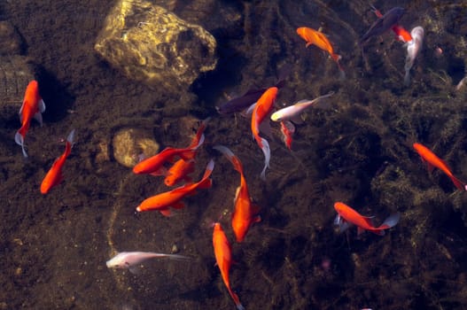 Goldfische, Carassius auratus