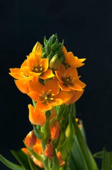 Milchsterne, Ornithogalum, Dubium