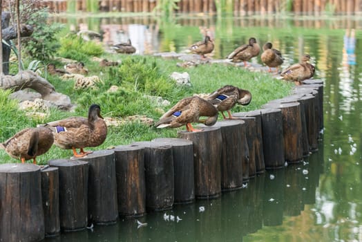 Nice ducks cleaning on a little isle on lake before sleep
