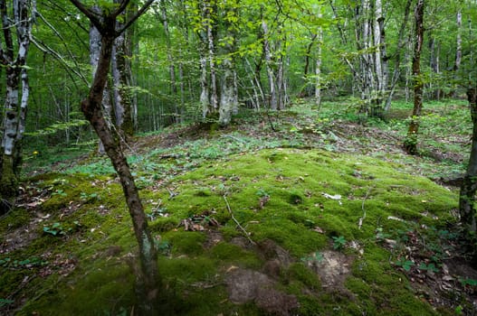 Russian forest near sochi with nice musk floor