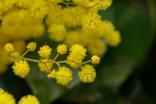 wonderful yellow mimosa flowers from the tree