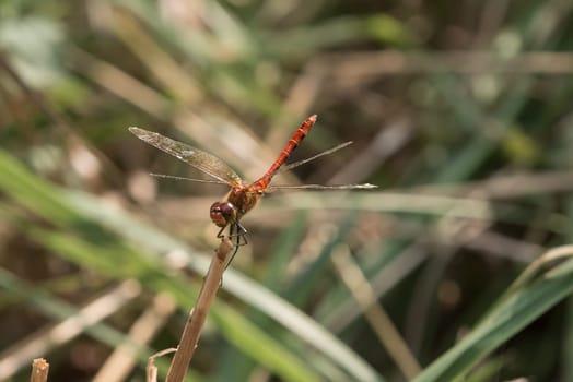 A Red Dragonfly resting on grass