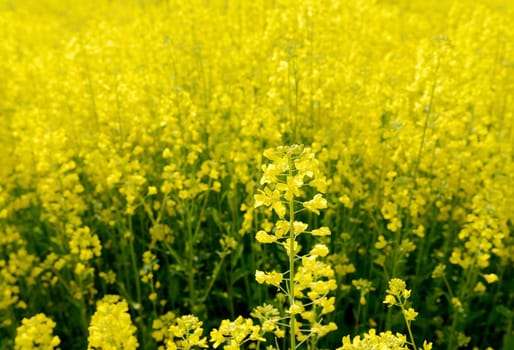 rapeseed flower in a field