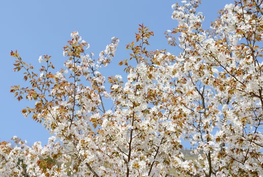 springtime blooming cherry tree