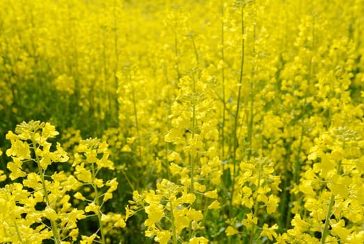 rapeseed flower in a field