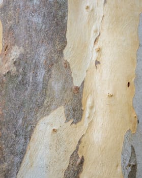 Background of Eucalyptus tree bark texture