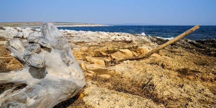 Driftwood on the beach